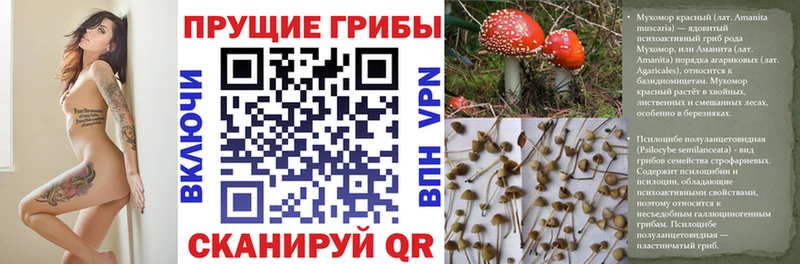 Купить  Оса  Псилоцибиновые грибы ЛСД 